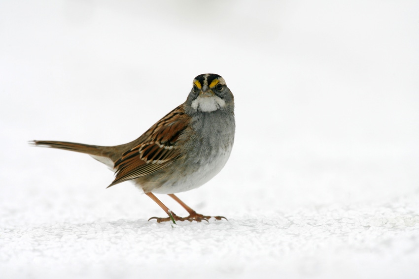 A sparrow standing in the snow