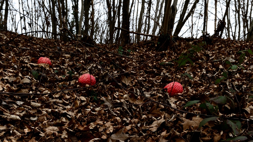 Three fake human brains lying in leaf litter in a deserted forest clearing