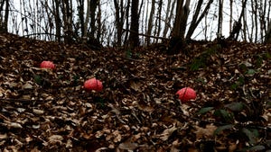 Three fake human brains lying in leaf litter in a deserted forest clearing