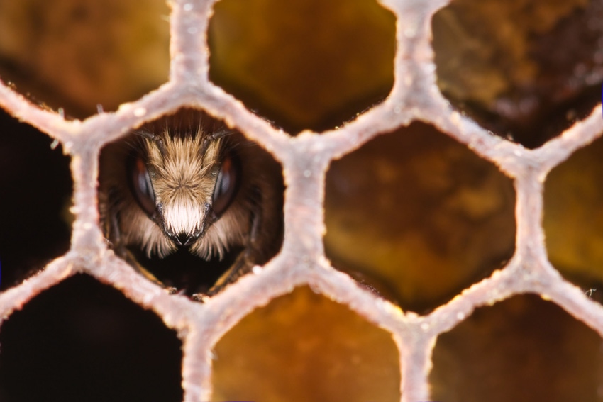 Closeup photo of young bee inside honeycomb