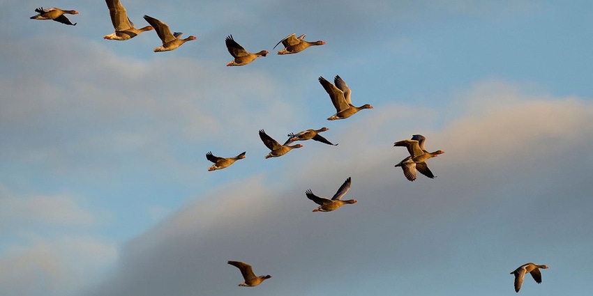 Flock of Greylag geese in flight