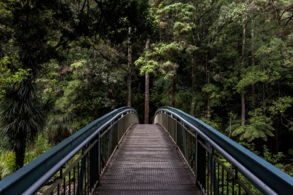 A rustic metal footbridge with handrails leads into a thick, verdant forest.