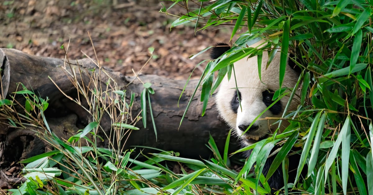 China’s Sneaky Panda Strikes ISP with Malicious Software Updates China’s Sneaky Panda Strikes ISP with Malicious Software Updates