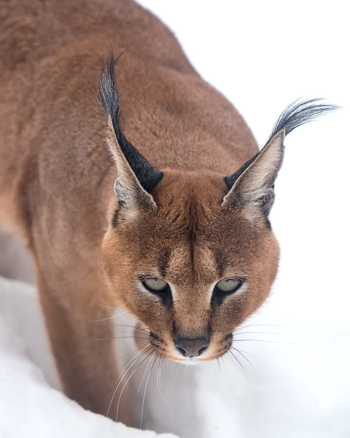 Dark Caracal Expands Cyber Espionage Arsenal with New GoCaracal Malware