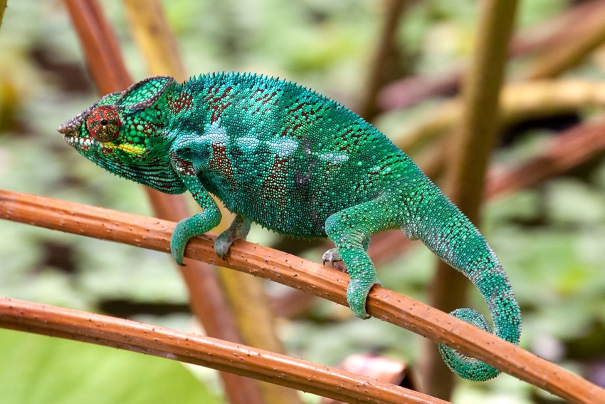 A vibrant green chameleon, La Reunion island, in the Indian Ocean