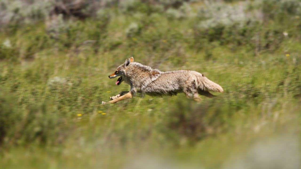 Coyote, Maverick Banking Trojans Run Rampant in Brazil