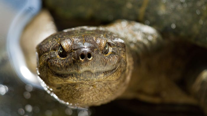Close-up of terrapin from South Africa