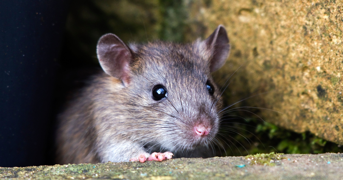 Poco RAT Burrows Deep Into Mining Sector