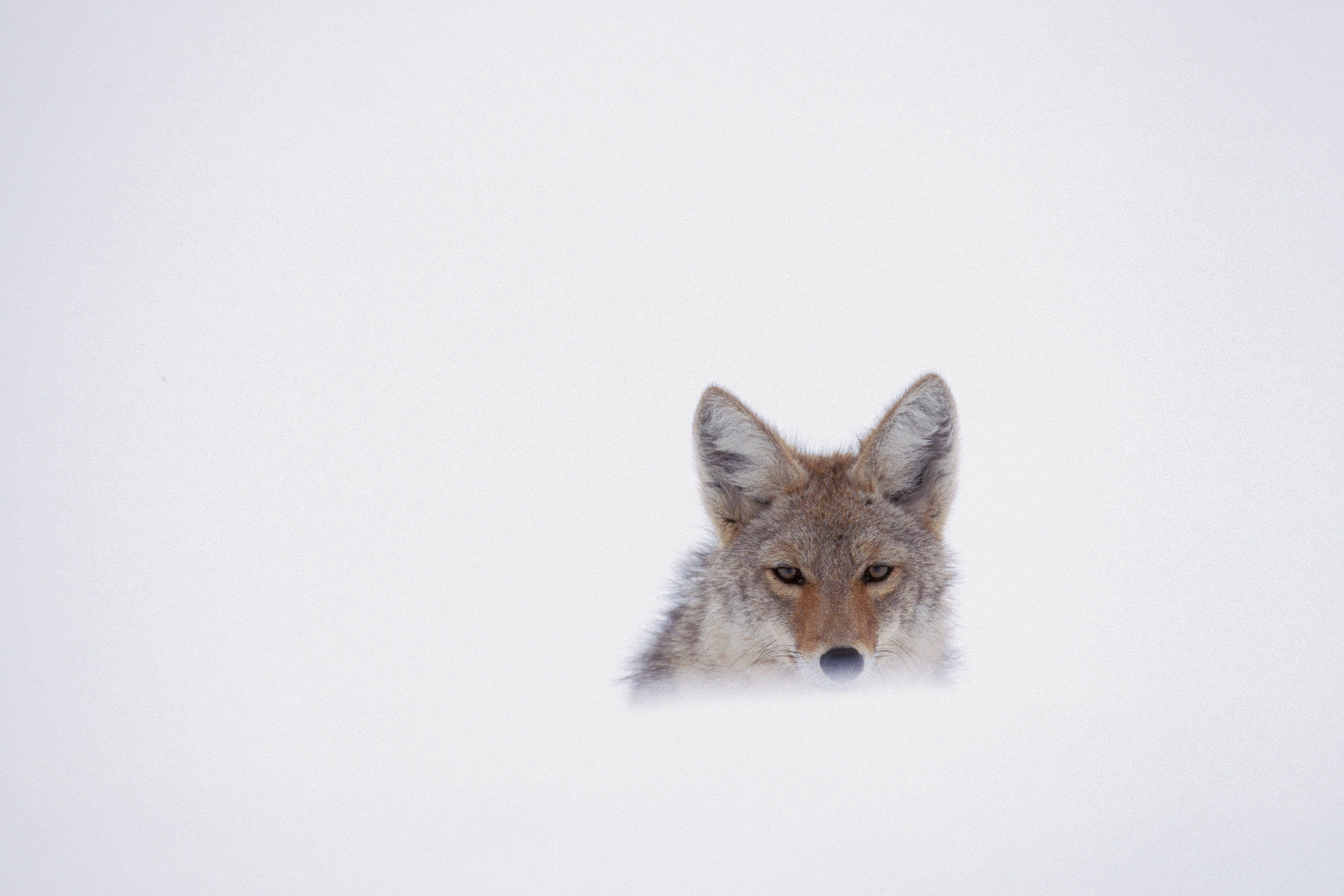 'Coyote' Malware Begins Its Hunt, Preying on 61 Banking Apps - Vimarsana News