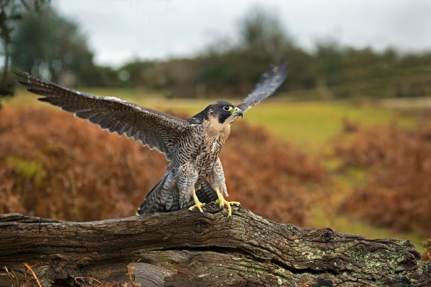 Peregrine falcon landing on a log in a field
