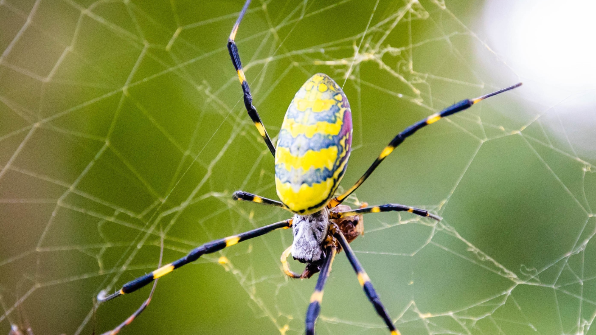 Venom Spider Spins Web of New Malware for MaaS Platform