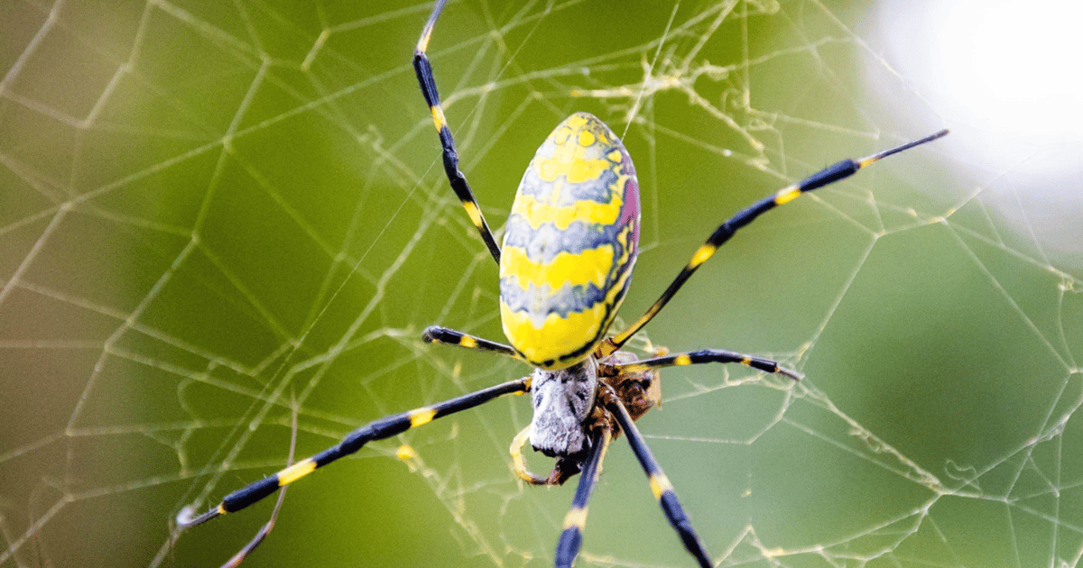 Venom Spider Weaves Web of MaaS Malware Venom Spider Weaves Web of MaaS Malware