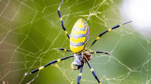Gold and black spider sitting on a web Gold and black spider sitting on a web
