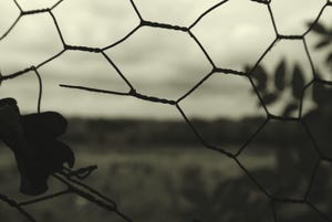 A bleak view of nature, seen through a hole in a wire fence in Trent Park, London