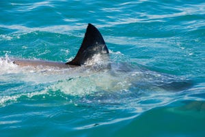 photo of a shark's fin above the water