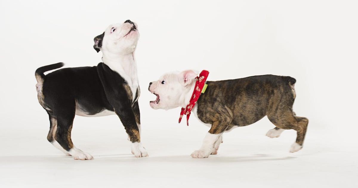 CrossBarking Attack Exposes Opera Browser Users through APIs CrossBarking Attack Exposes Opera Browser Users through APIs