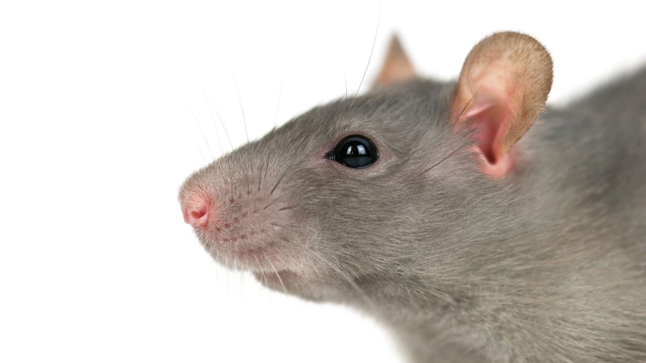 Web-Inject Campaign Debuts Fresh Interlock RAT Variant