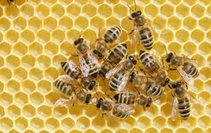 A group of bees in a honeycomb