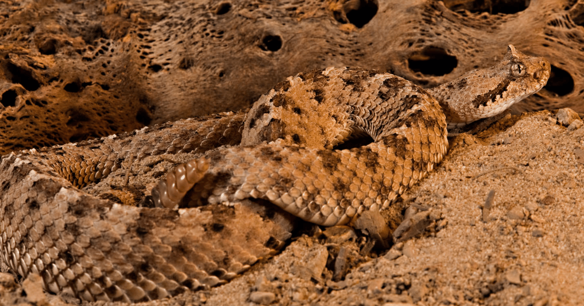 Sidewinder Expands Geographic Range in Latest Attack Spree Sidewinder Expands Geographic Range in Latest Attack Spree