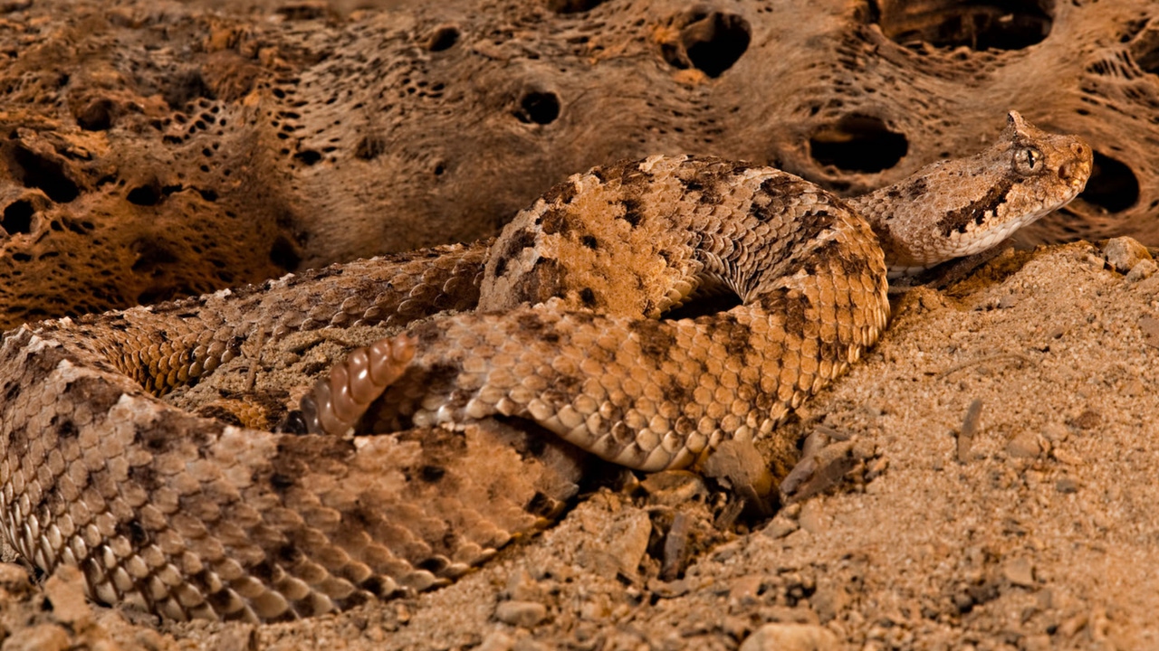 Coiled snake camoflaged on a piece of wood Coiled snake camoflaged on a piece of wood