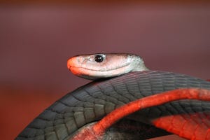 black mamba snake coiled up
