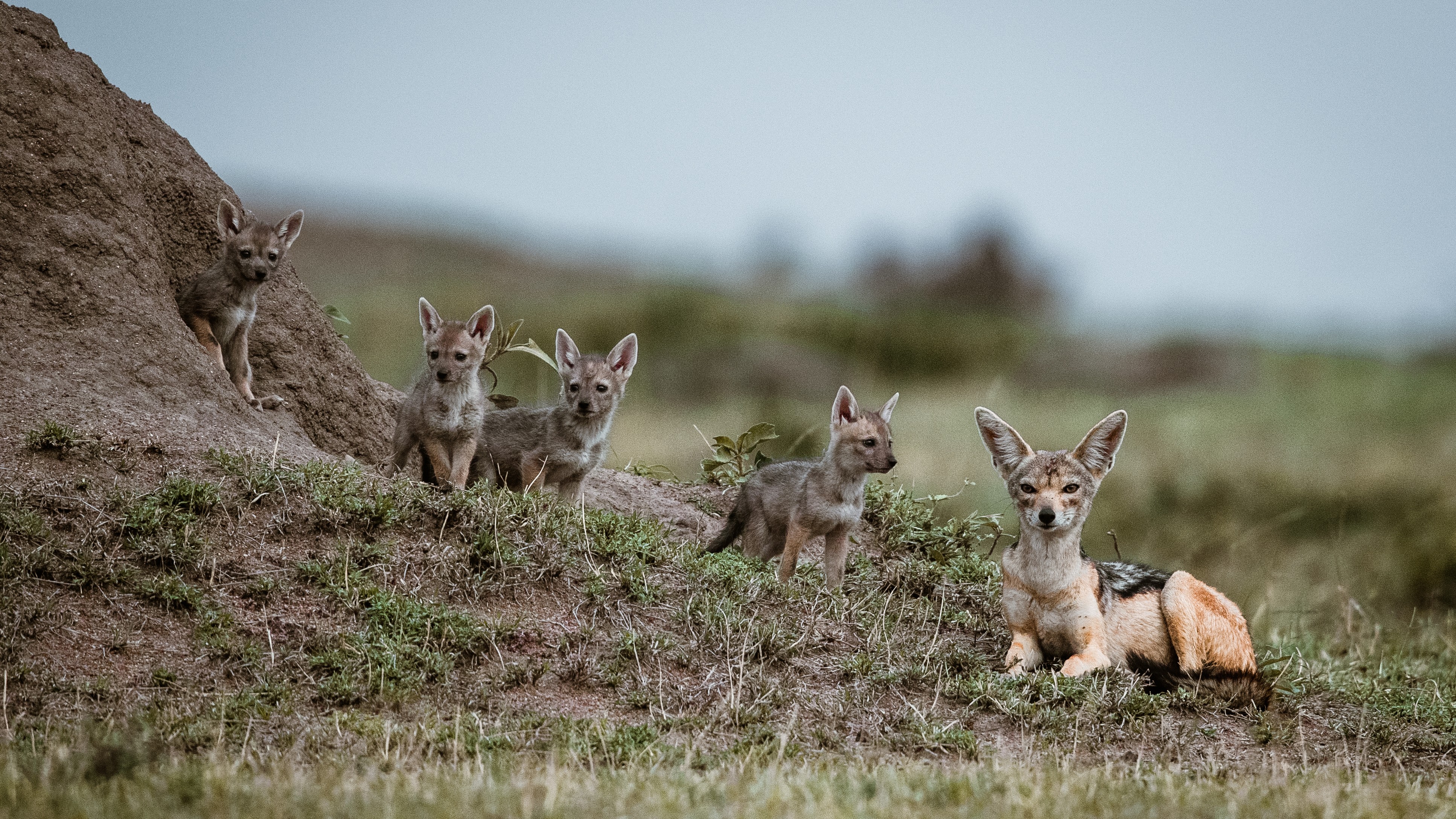 Interpol's Jackal IV Disrupts West African Crime Infrastructure