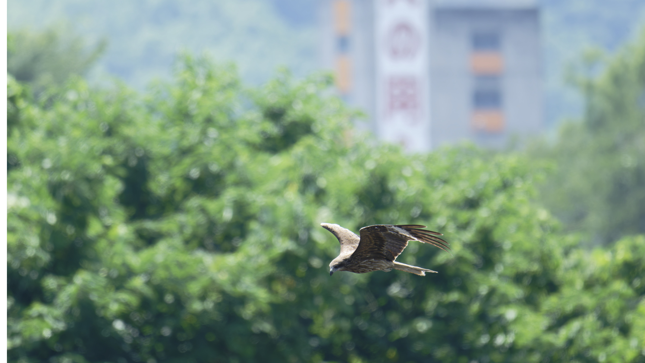 'Flying Eagle' Full-Service Mobile RAT Builder Wings Across China