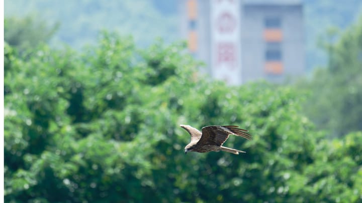 'Flying Eagle' Full-Service Mobile RAT Builder Wings Across China