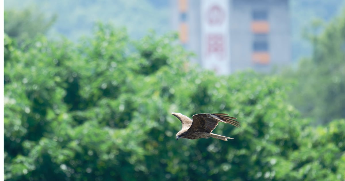 'Flying Eagle' Full-Service Mobile RAT Builder Wings Across China
