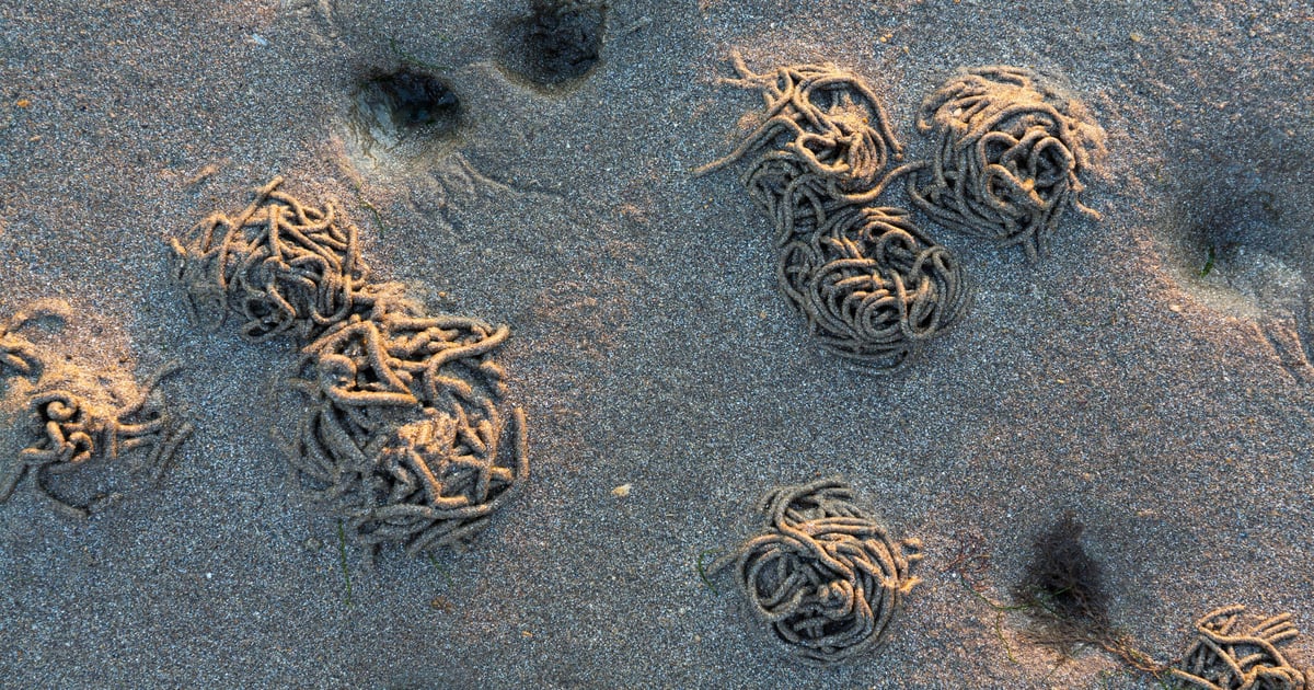 TeamPCP Hits SAP Packages With 'Mini Shai-Hulud' Attack