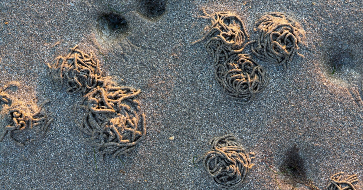 TeamPCP Hits SAP Packages With 'Mini Shai-Hulud' Attack
