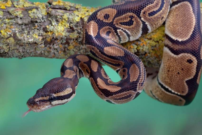 Photo shows a snake with black and brown markings with its tongue out, coiled around a tree branch