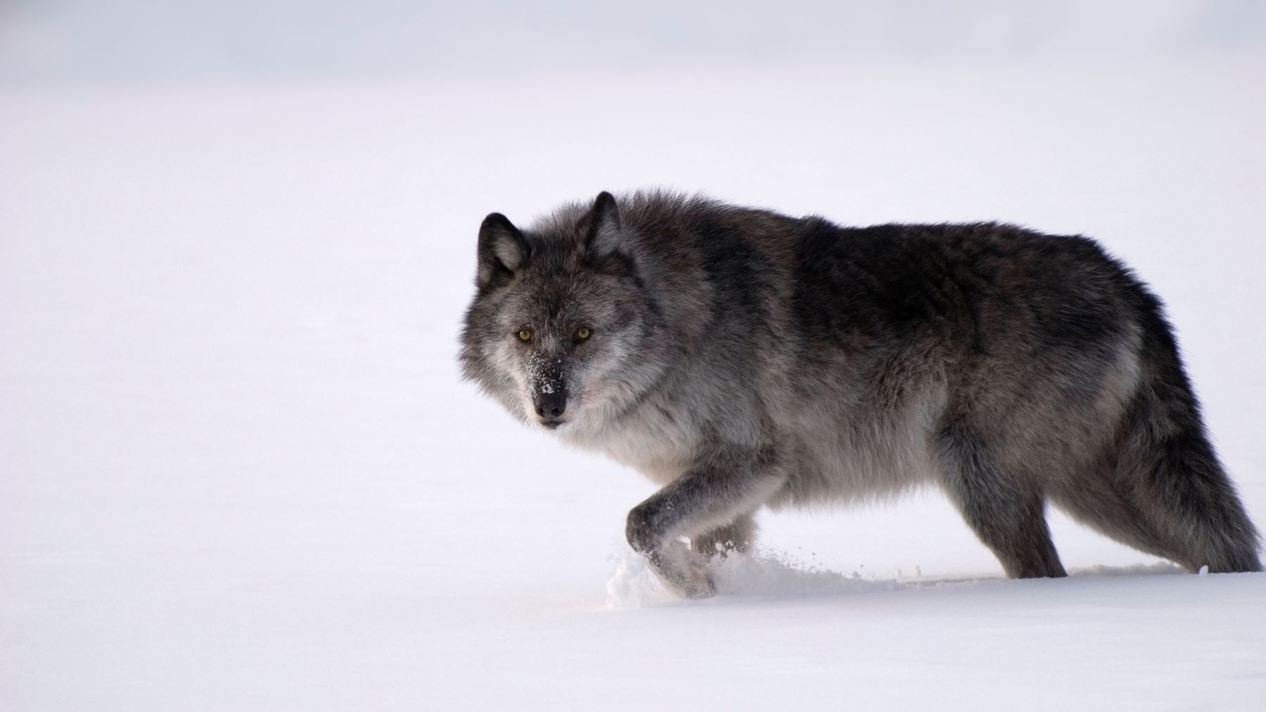 A gray wolf standing in the snow