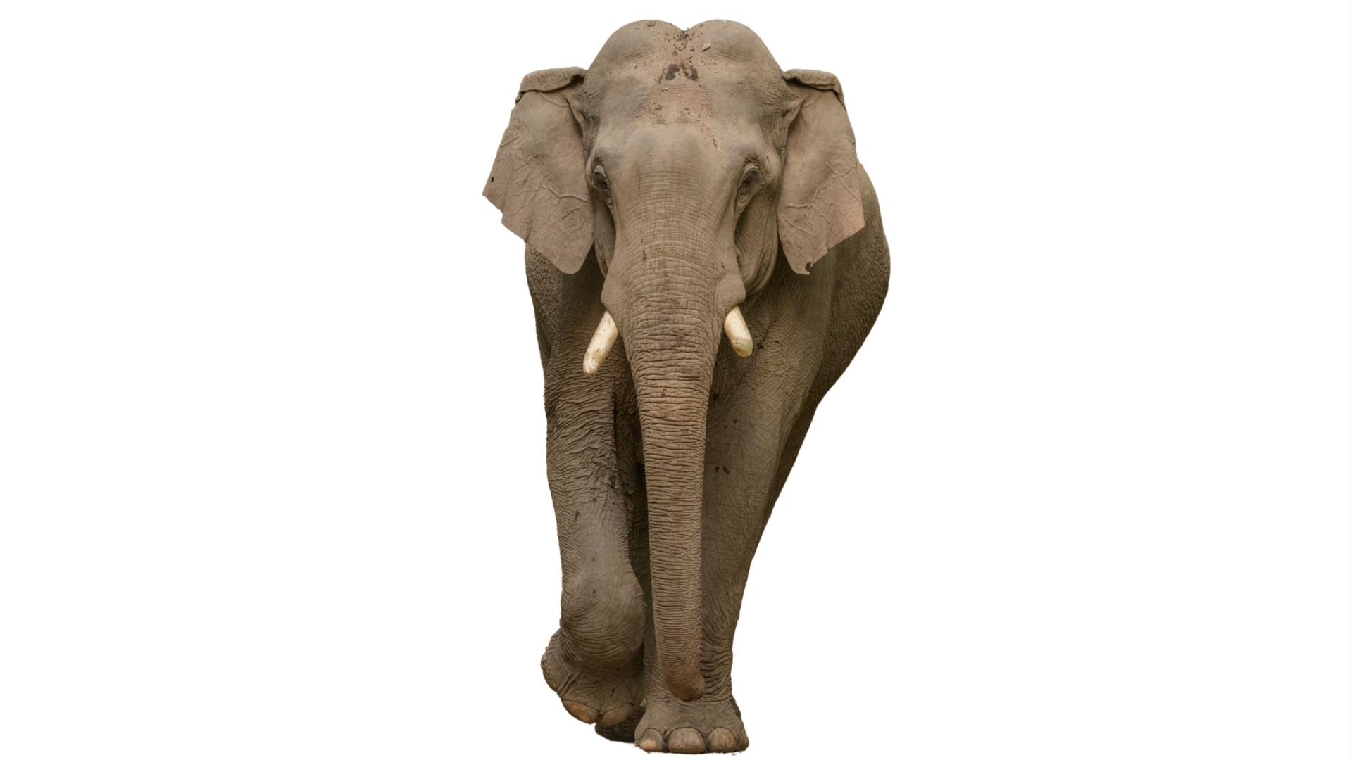 ‘Mysterious Elephant’ Moves Beyond Recycled Malware