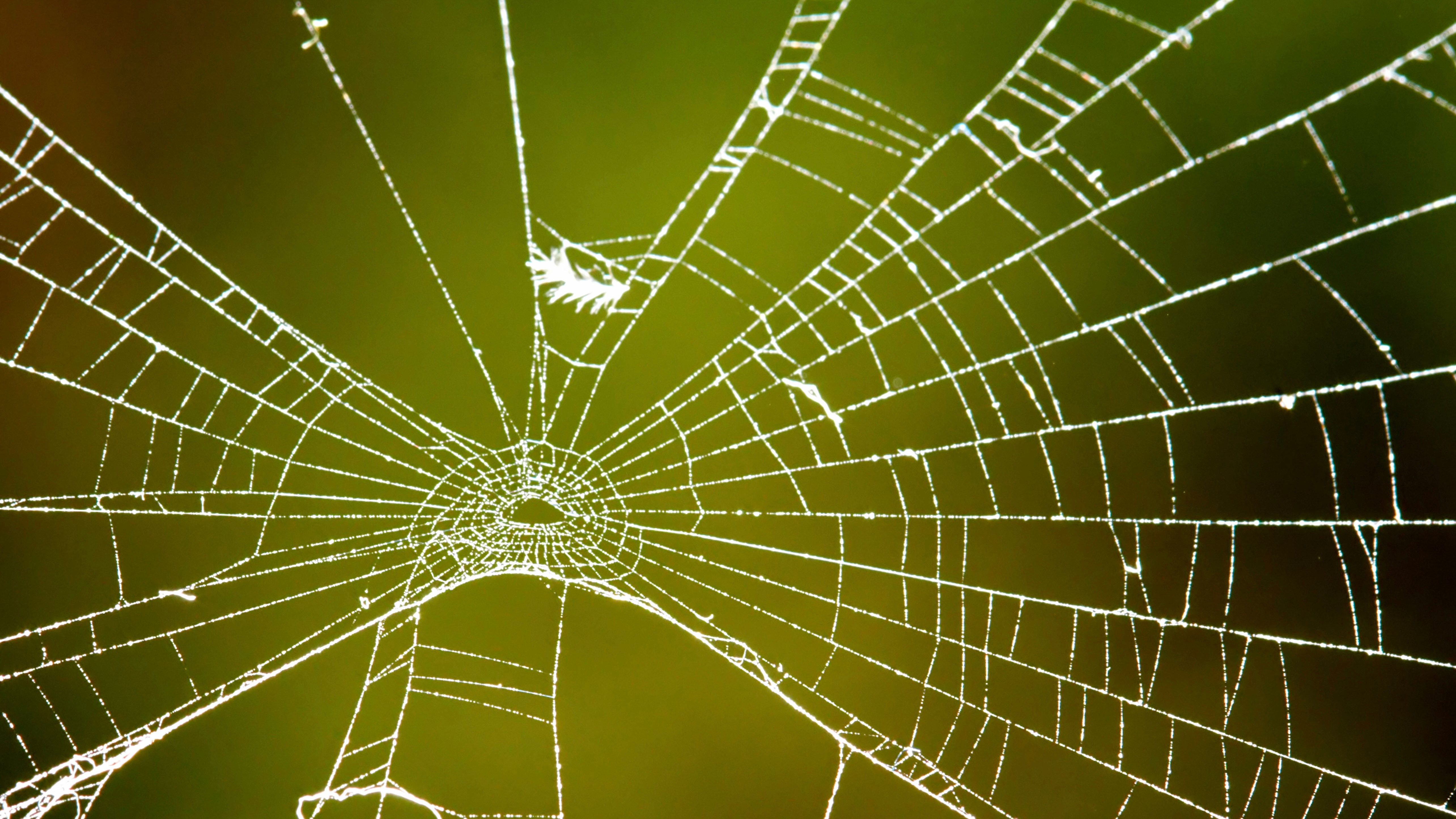 The Fall of Scattered Spider? Teen Member Surrenders Amid Group’s Shutdown Claims