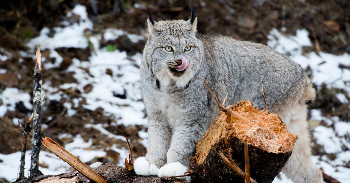 Lynx Ransomware Group Expands by Adding Affiliates to ‘Industrialize’ Lynx Ransomware Group Expands by Adding Affiliates to ‘Industrialize’