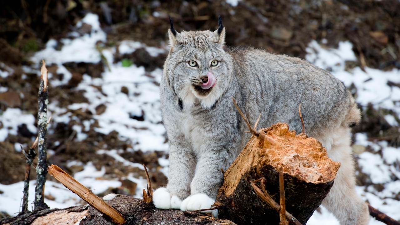 Captive Canada lynx (Lynx canadensis) licking nose on a log near Haines, Alaska Captive Canada lynx (Lynx canadensis) licking nose on a log near Haines, Alaska