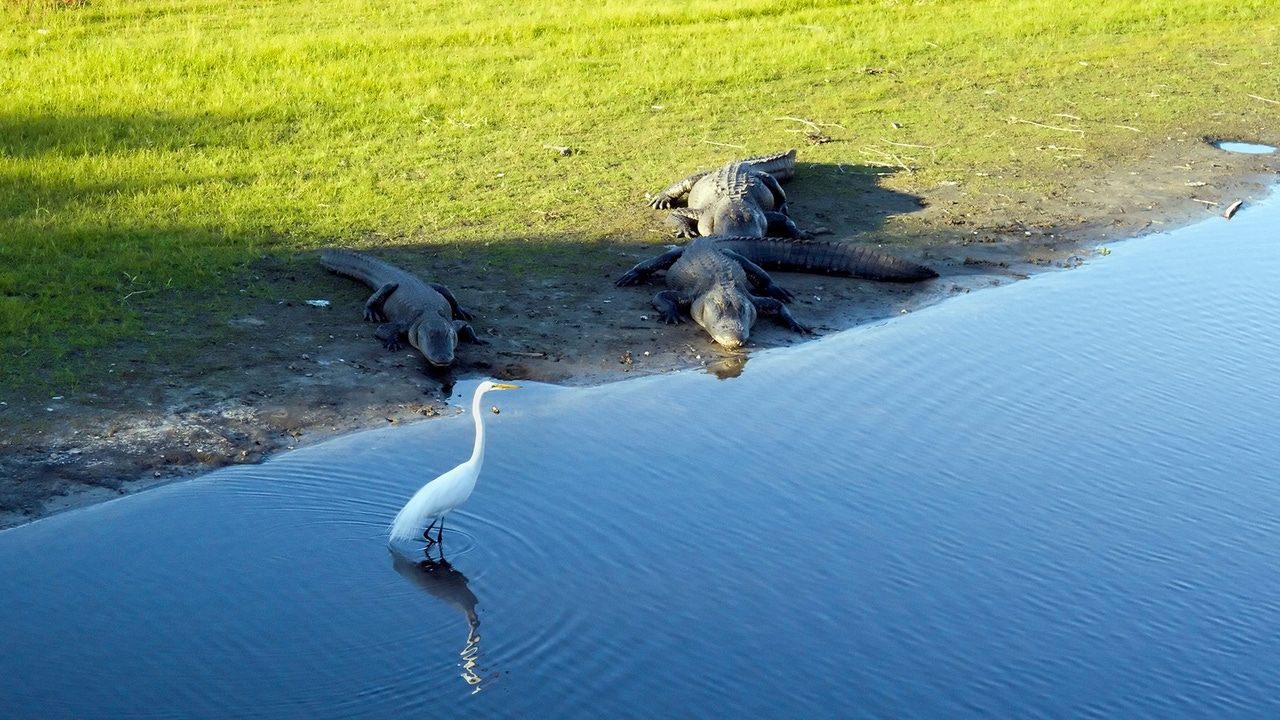 A little egret in a pond wanders too close to a pair of American Alligators sunning on the grassy verge. A little egret in a pond wanders too close to a pair of American Alligators sunning on the grassy verge.