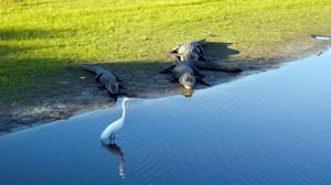 A little egret in a pond wanders too close to a pair of American Alligators sunning on the grassy verge. A little egret in a pond wanders too close to a pair of American Alligators sunning on the grassy verge.