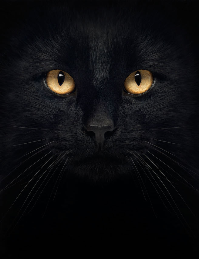 Photo of black cat face, staring at camera