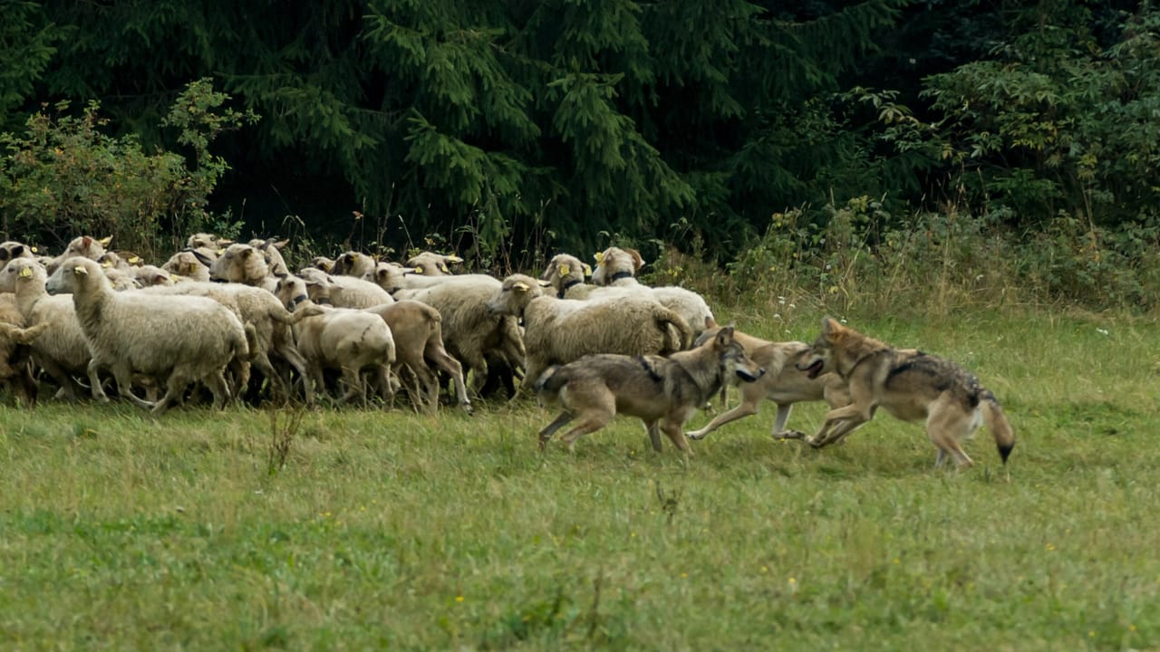 Wolves hunting a flock of sheep Wolves hunting a flock of sheep