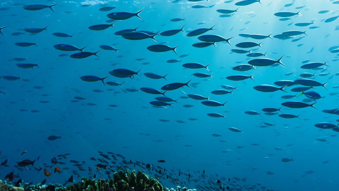 Advanced Security Isn’t Stopping Ancient Phishing Tactics