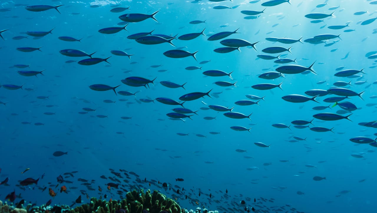 青い海の中を泳ぐ熱帯魚の群れ 青い海の中を泳ぐ熱帯魚の群れ
