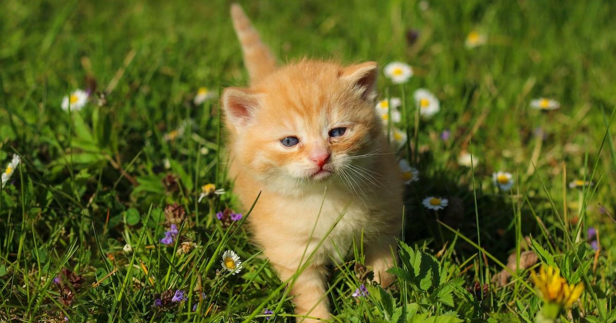 Iran-Backed Charming Kitten Sets Up Fake Webinar Platform to Trap Targets Iran-Backed Charming Kitten Sets Up Fake Webinar Platform to Trap Targets