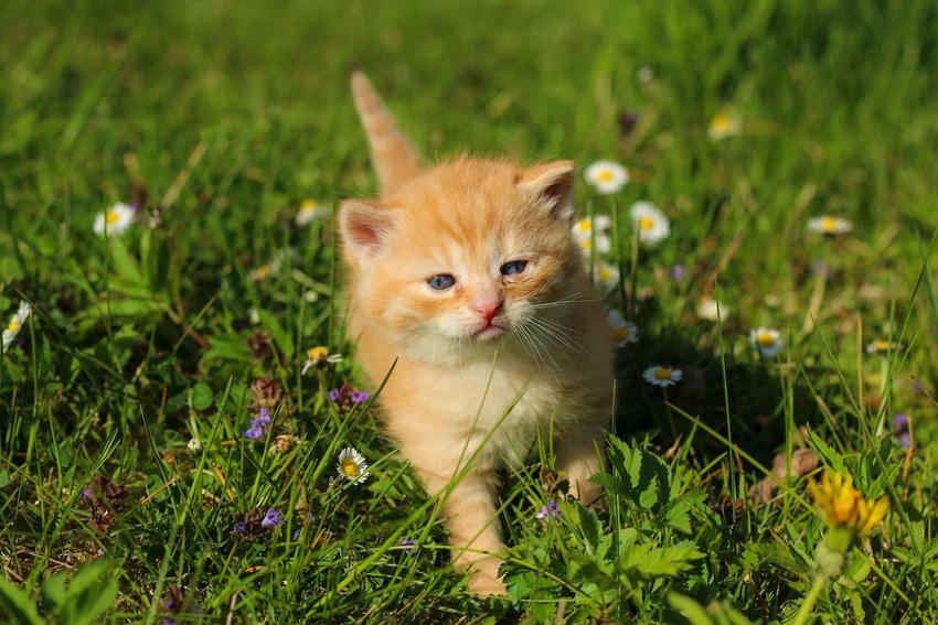 Photo of tabby kitten walking in a field of grass and wildflowers.