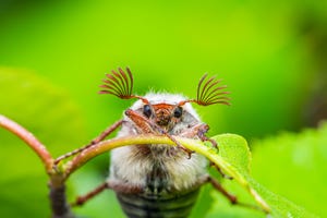 exotic bee alighting on a plant tendril