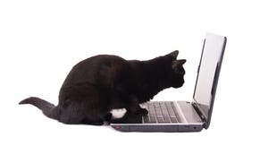 A black cat with its paws on a computer keyboard
