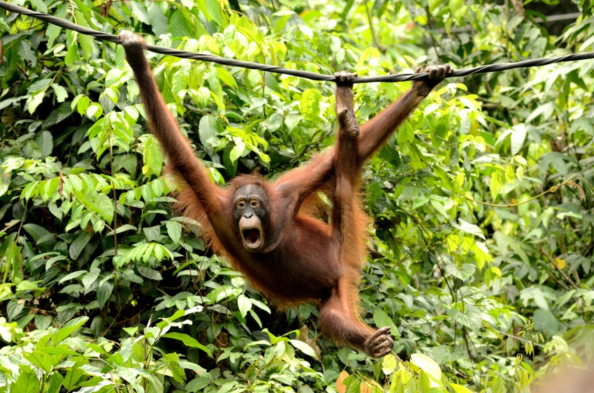 An orangutan monkeying around in the trees