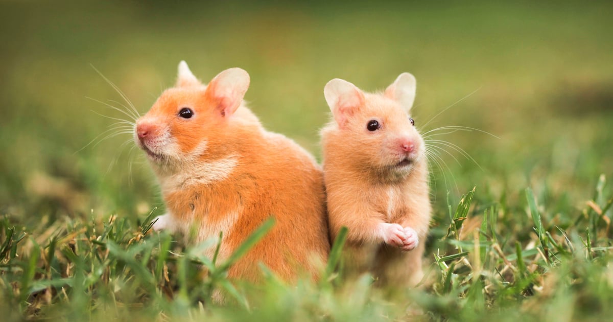 Hamster Kombat Players Facing Threat from Spyware and Infostealers Hamster Kombat Players Facing Threat from Spyware and Infostealers