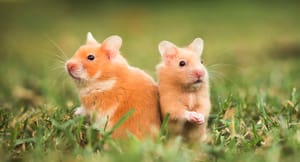 Two hamsters beside each other sitting in grass Two hamsters beside each other sitting in grass